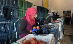 Yağmur uyarıları nar hasadını öne çekti: Tarlada kilosu 15-30 lira arasında