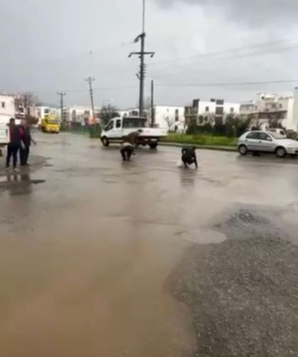 Gölet taştı, asfalta balık yağdı! Poşetini alan oraya koştu...