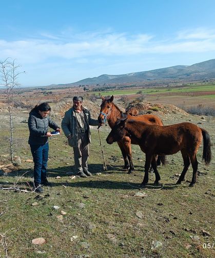 Bekilli’de atlar kayıt altına alınıyor