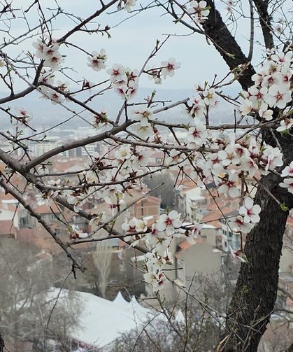Badem ağaçları çiçek açtı