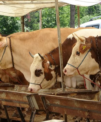 Buldan'da şap karantinası kaldırıldı