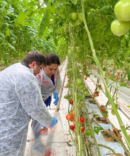 Denizli’de pestisit alarmı! Ekipler seralarda…