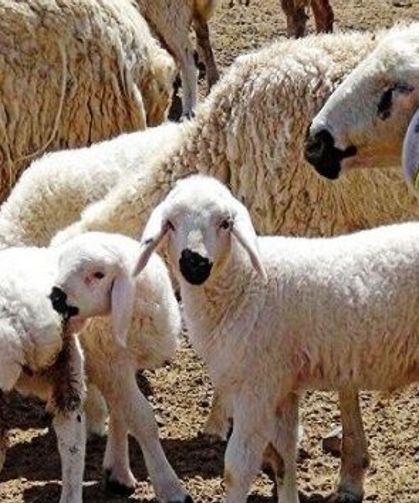 Denizli’de Küçükbaş Hayvancılığa Milyonluk Destek