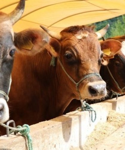 Sarayköy’de üreticiye dev destek: 110 Milyon TL aşıldı