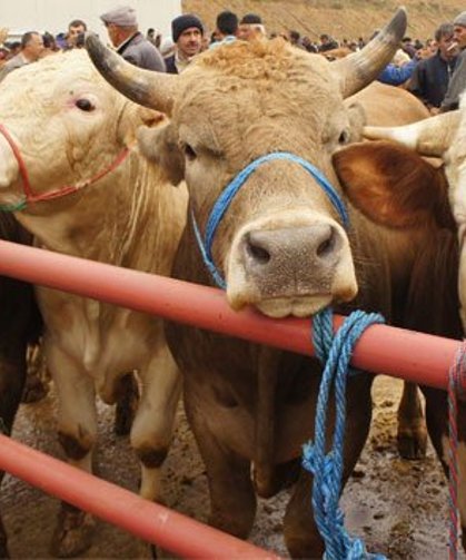 Vekaletle kurban kesim bedelleri belirlendi