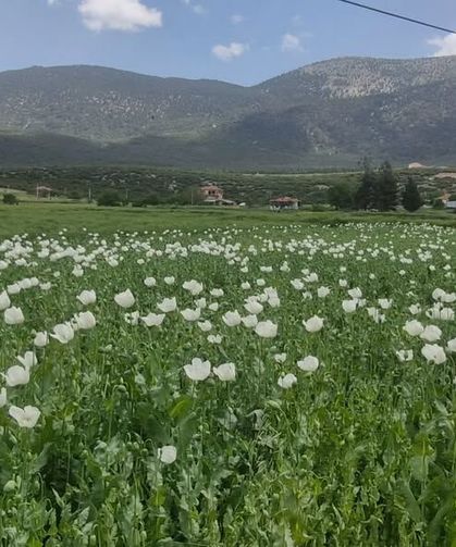 Zayim Çardak'ta haşhaş tarlalarını inceledi