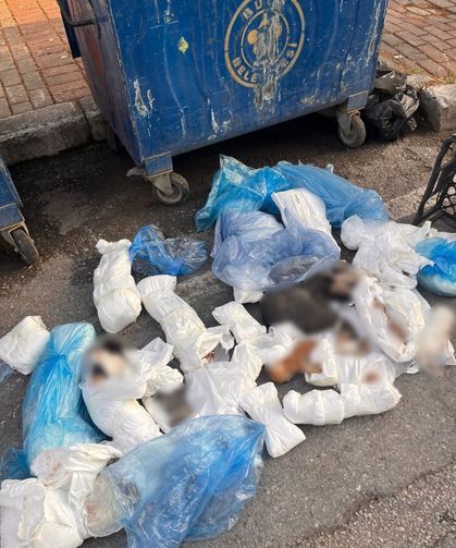 Kedi vahşetinde veteriner hekim serbest kaldı, başsavcılık itiraz etti