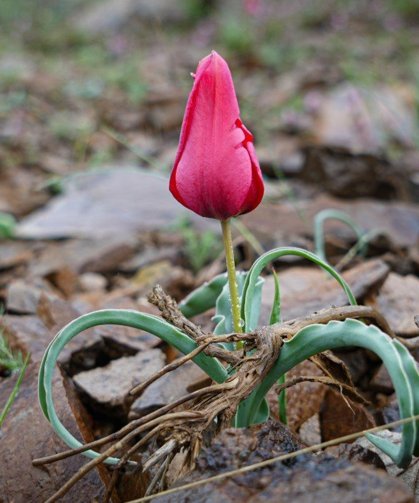 Yılda sadece 15 gün görülebiliyor!