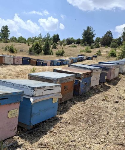 Denizli’de arılı kovan tespiti için ekipler sahaya indi