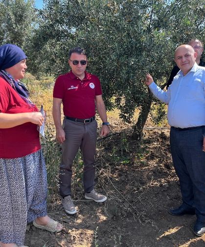 Buldan’da zeytin sineğine karşı fenomen tuzak dağıtıldı