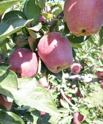 Çivril’in elmaları yarışacak