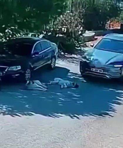 Otomobiliyle köpeklerin üzerinden geçti