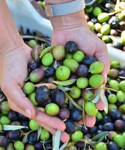 Denizli'de Zeytin Rekoltesi İçin Düğmeye Basıldı
