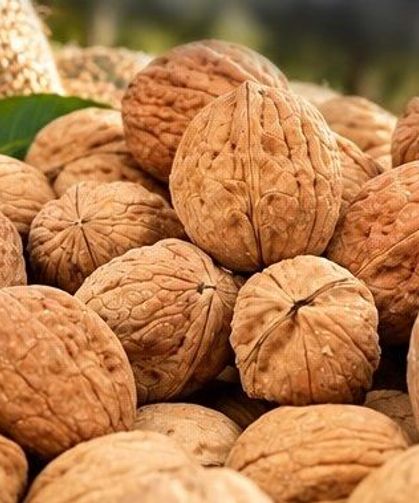 Çameli’de Ceviz Hasat Şenliği coşkusu yaşanacak