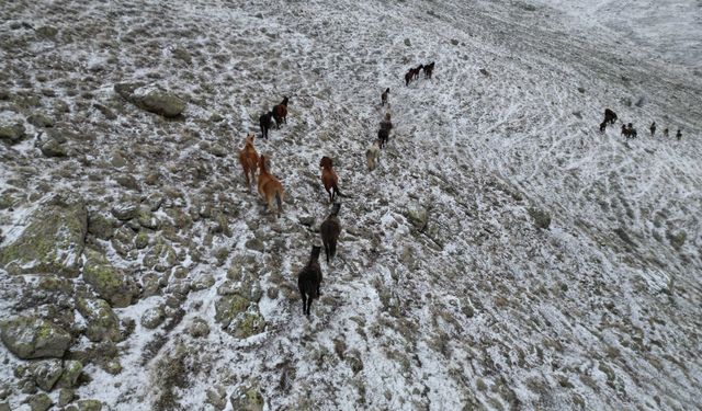 Yaylada kar altında yiyecek arayan yılkı atları havadan görüntülendi