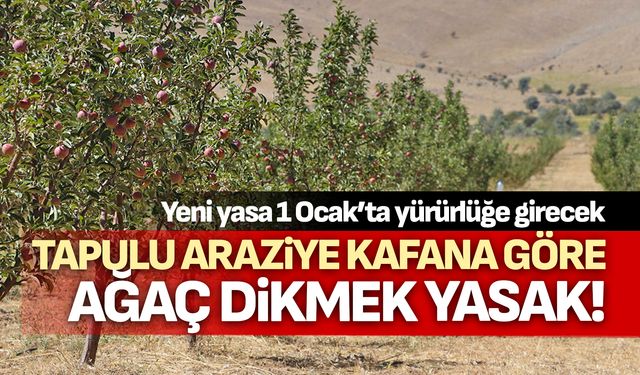 Tapulu araziye kafana göre ağaç dikmek yasak! 1 Ocak’ta başlıyor