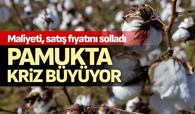 Pamukta kriz büyüyor; Maliyeti, satış fiyatını solladı