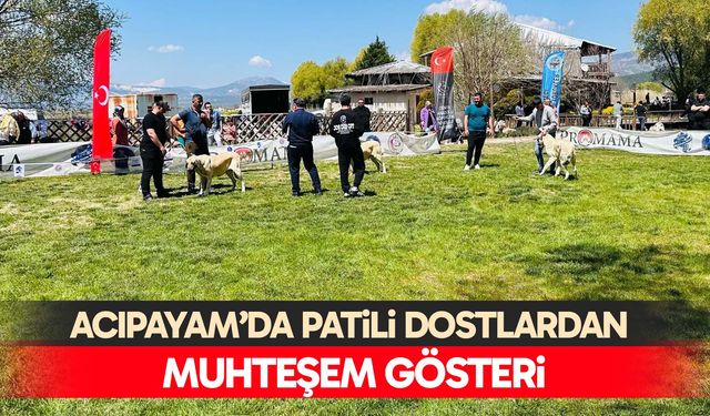 Acıpayam’da patili dostlardan muhteşem gösteri