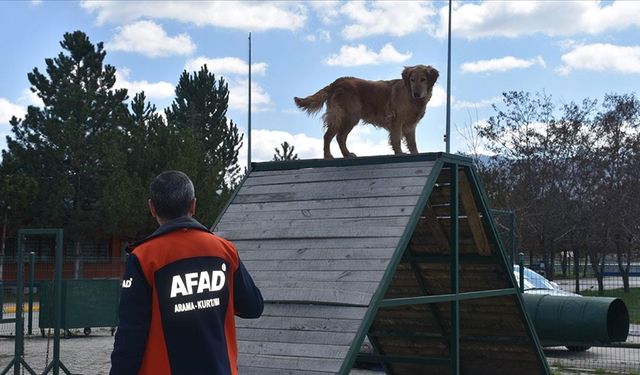 AFAD'ın ödüllü arama kurtarma köpeği: "Çıtır"