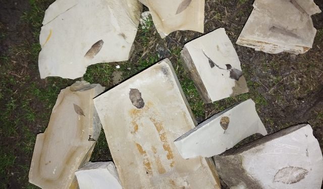 15 milyon yıllık yaprak fosili bulundu