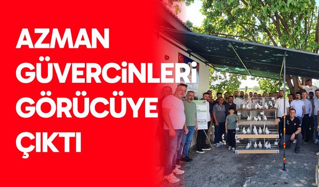 Azman güvercinleri görücüye çıktı