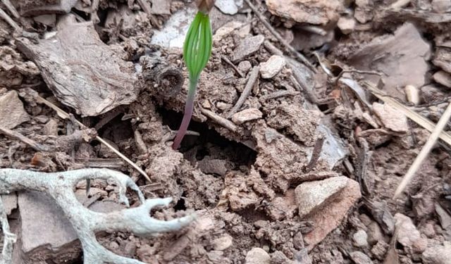 Tavas Orman İşletme Müdürlüğü'nde İlk Çimlenmeler Başladı