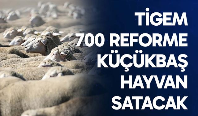 TİGEM 700 reforme küçükbaş hayvan satacak