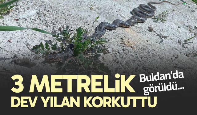 3 metrelik dev yılan korkuttu