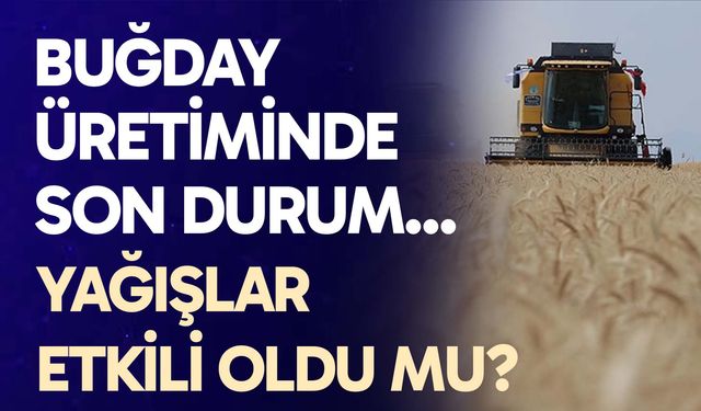 Buğday üretiminde son durum