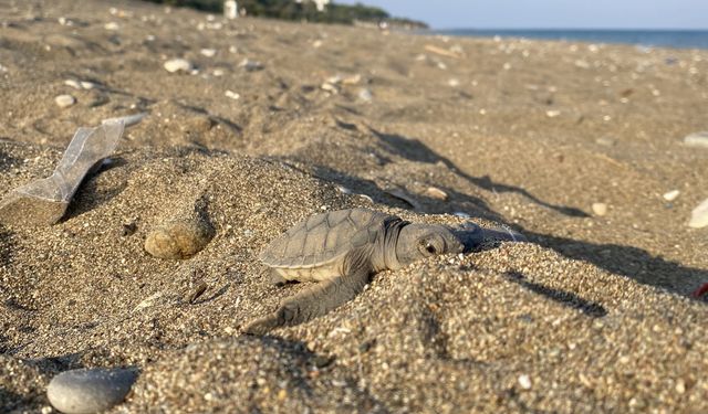Deniz kaplumbağalarının ilk yavruları Akdeniz'le buluştu