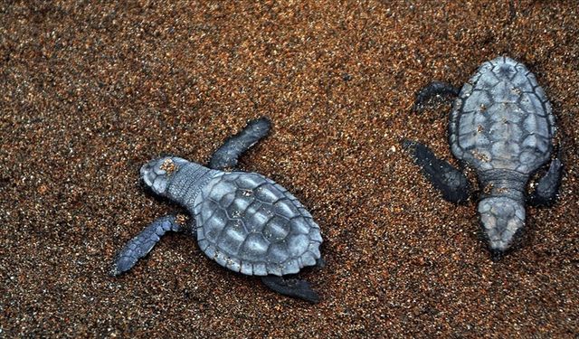 Muğla'da sezonun ilk caretta caretta yavruları yuvalardan çıktı