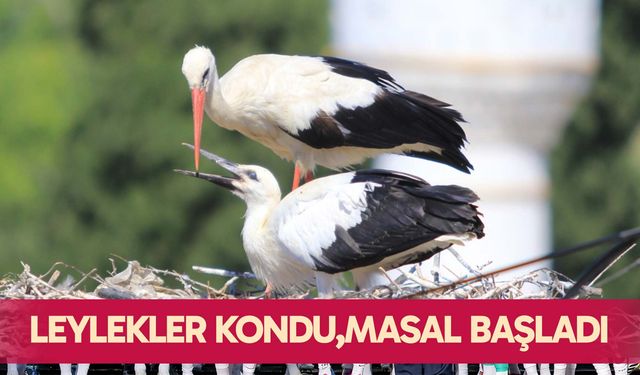 Leylekler kondu,masal başladı..