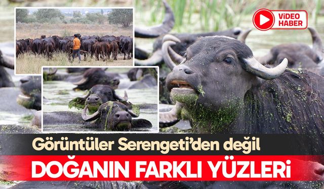 Doğanın farklı yüzleri
