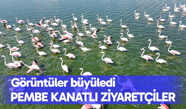 Gölde görüntülenen flamingolar görsel şölen oluşturdu
