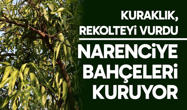 Kuraklık narenciye bahçelerini tehdit etmeye başladı