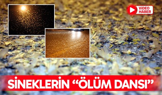 Sineklerin ‘ölüm dansı'  görüntülendi