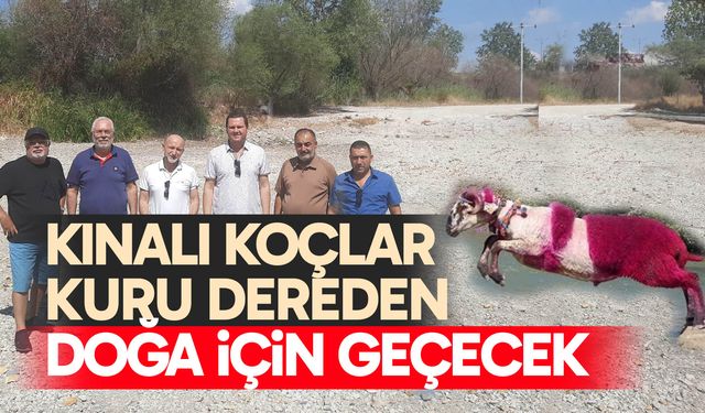 Kınalı koçlar, kuru dereden doğa için geçecek