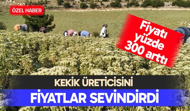 Kekik üreticisini fiyatlar sevindirdi
