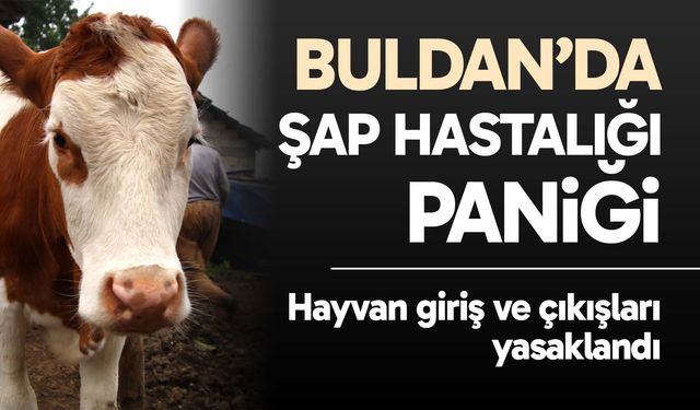 Buldan’da şap hastalığı paniği