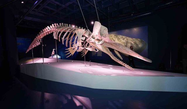 Türkiye’nin ilk Balina iskeleti sergisine yoğun ilgi