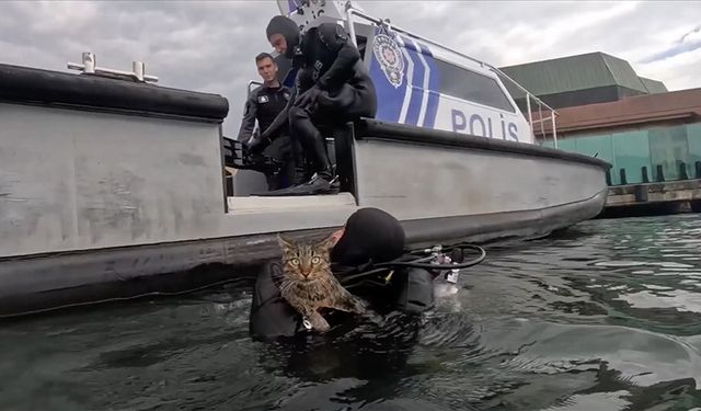 Denizde mahsur kalan kediyi dalgıç polisler kurtardı