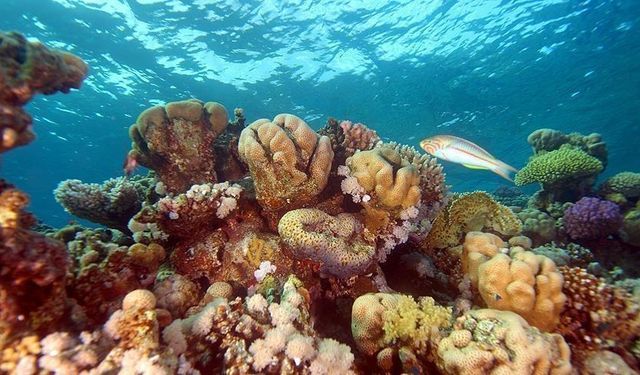 Denizlerin "yağmur ormanları" mercan resifleri yok oluyor