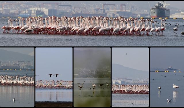 İzmit Körfezi'ndeki dip çamuru temizliği biyoçeşitliliği artırıyor
