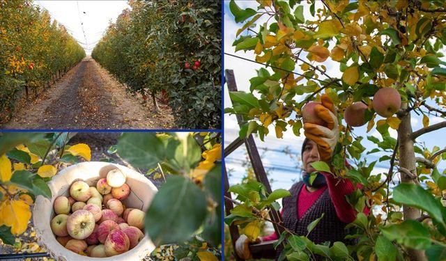 Karaman'da sezonun son elmaları özenle hasat ediliyor
