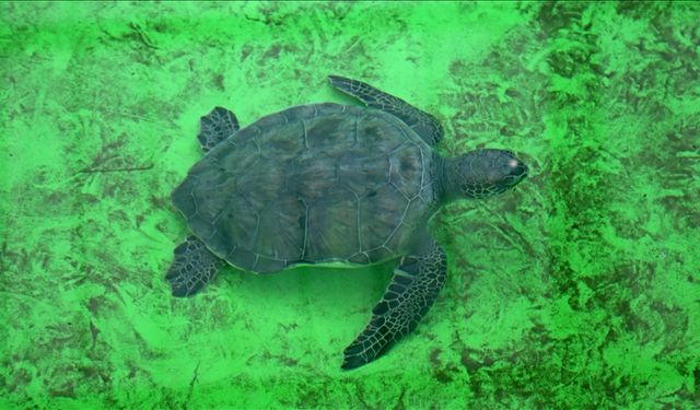 Küresel ısınma caretta caretta yavrularının cinsiyetini de etkiledi