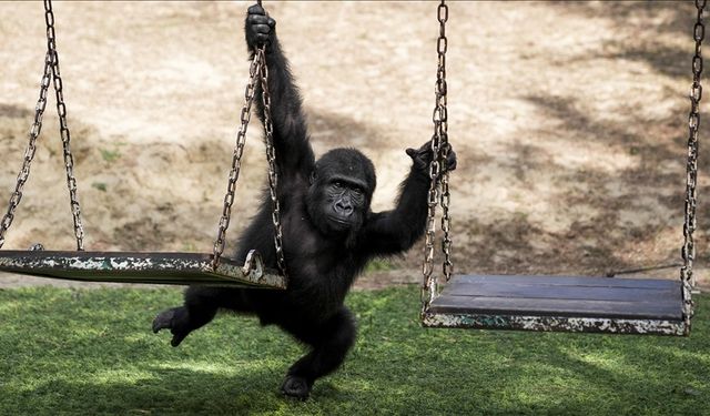 Yavru goril "Zeytin" Türkiye'de kalacak