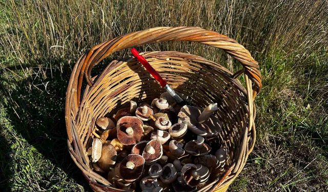 Doğada yetişen mantarlara dikkat!