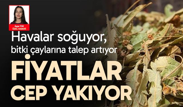 Ihlamurun fiyatı cep yakıyor…