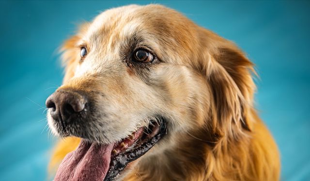 İnsanlarla benzer duyguları etkileyen bazı genleri paylaşıyorlar