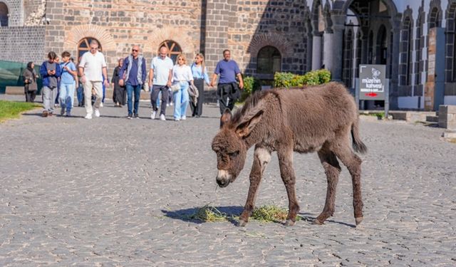 "Midas" ziyaretçilerin sevgisini kazandı